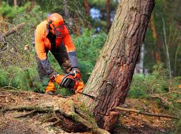 Best Organic Lawn Care Solutions  in Knightsen, CA