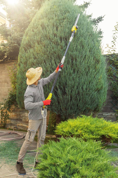 Knightsen, CA Tree Services Company
