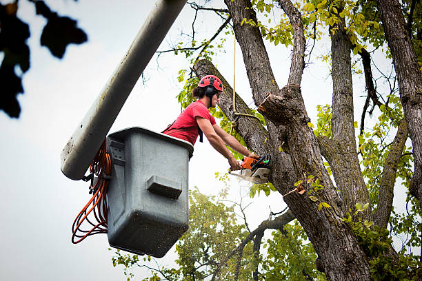 Best Tree Maintenance Programs  in Knightsen, CA
